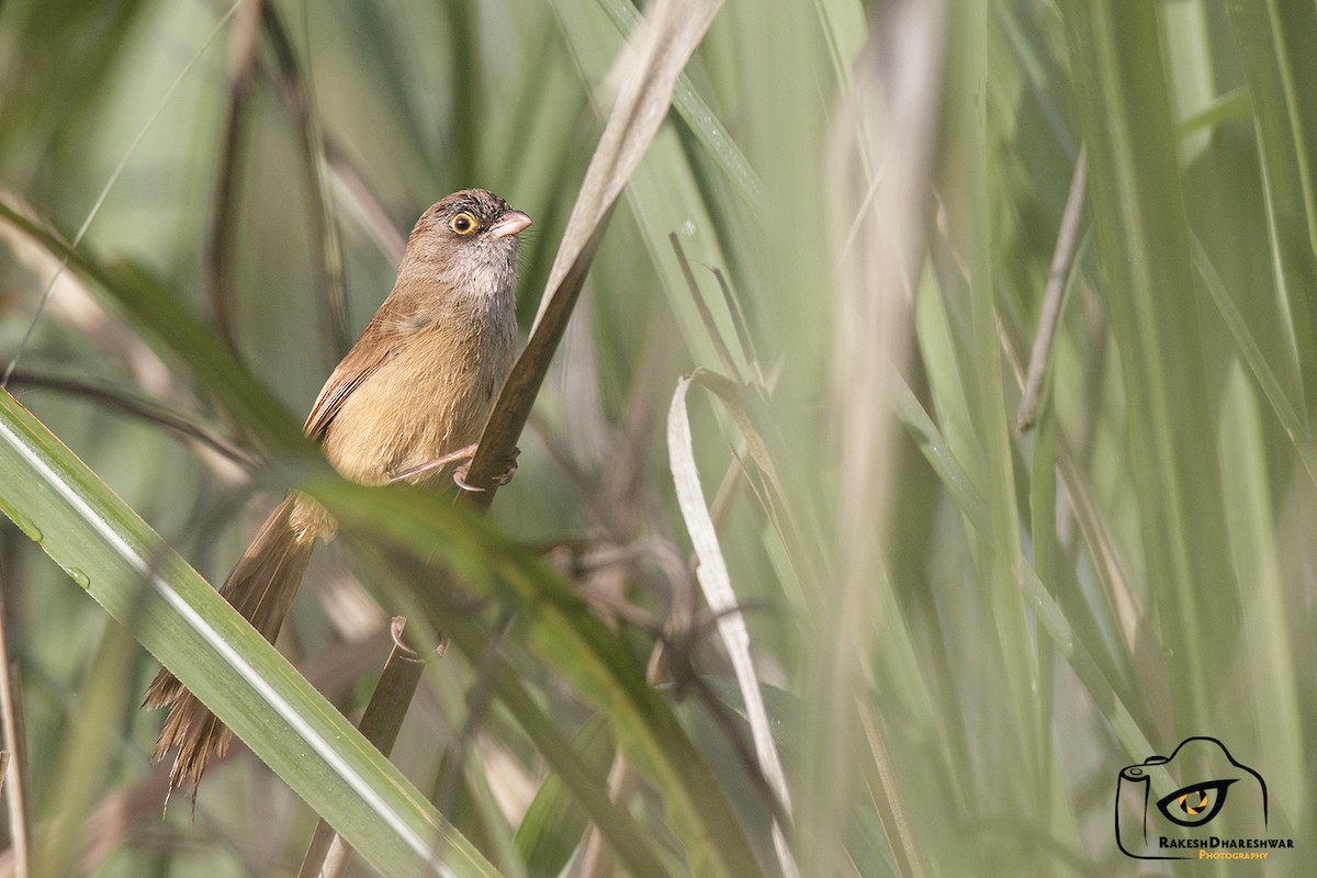 Jerdon's Babbler - ML642466144