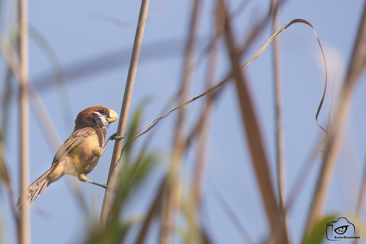 Black-breasted Parrotbill - ML642466145