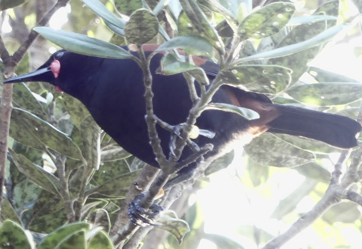 North Island Saddleback - ML642466146