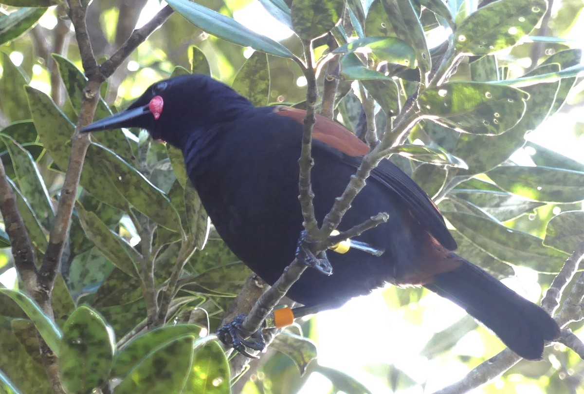 North Island Saddleback - ML642466147