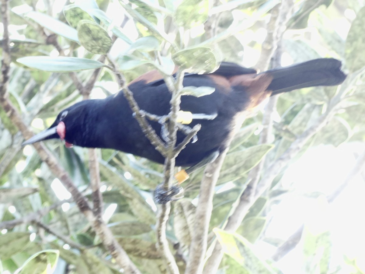 North Island Saddleback - ML642466148