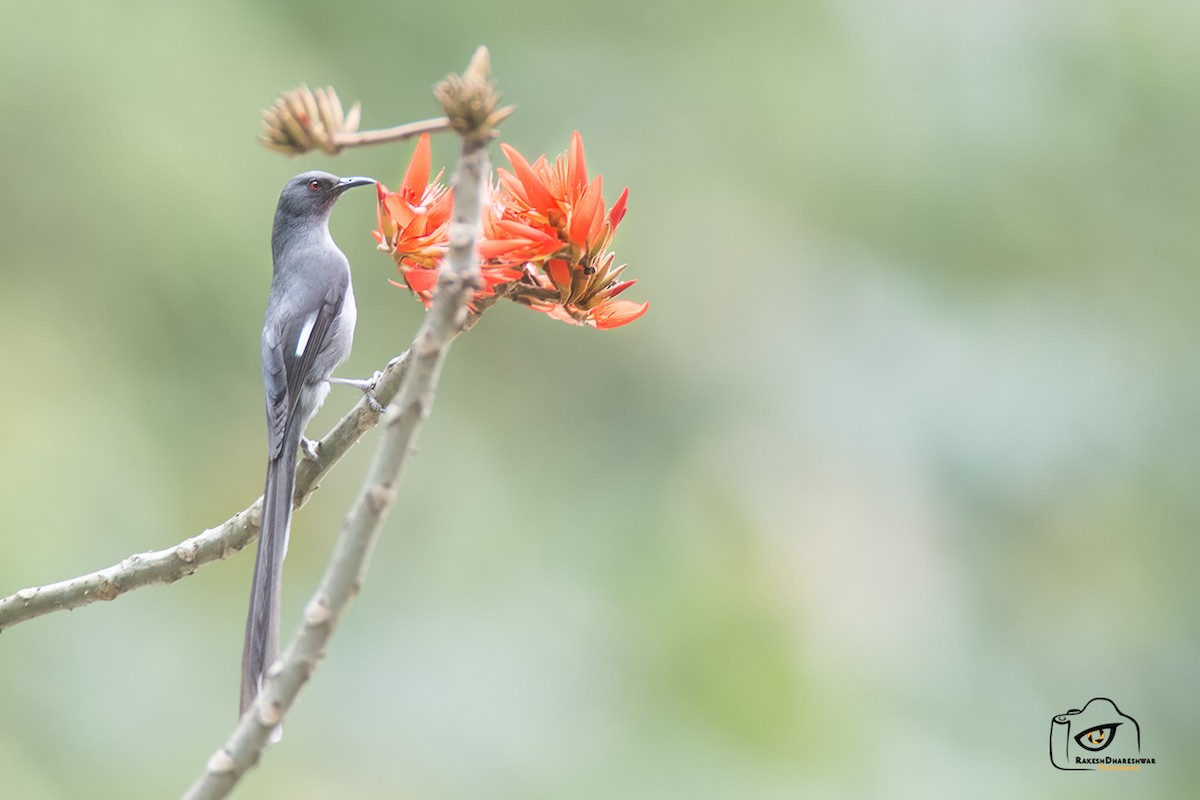 Long-tailed Sibia - ML642466149