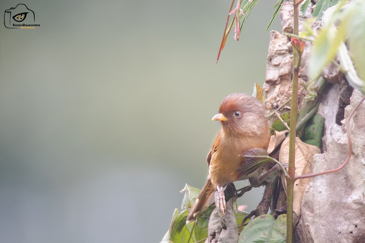 Rusty-fronted Barwing - ML642466151