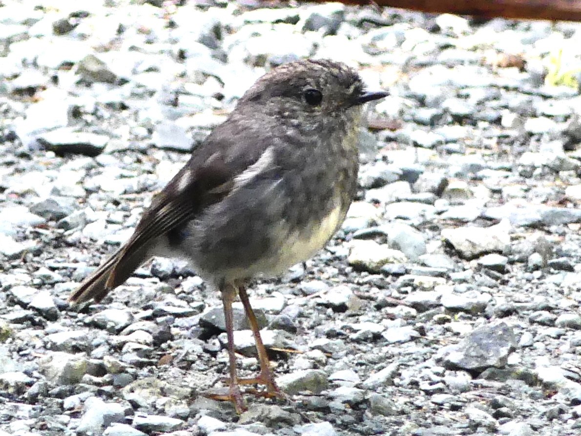 North Island Robin - ML642466153