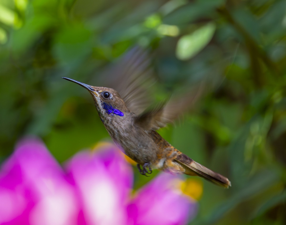 Brown Violetear - ML642466154
