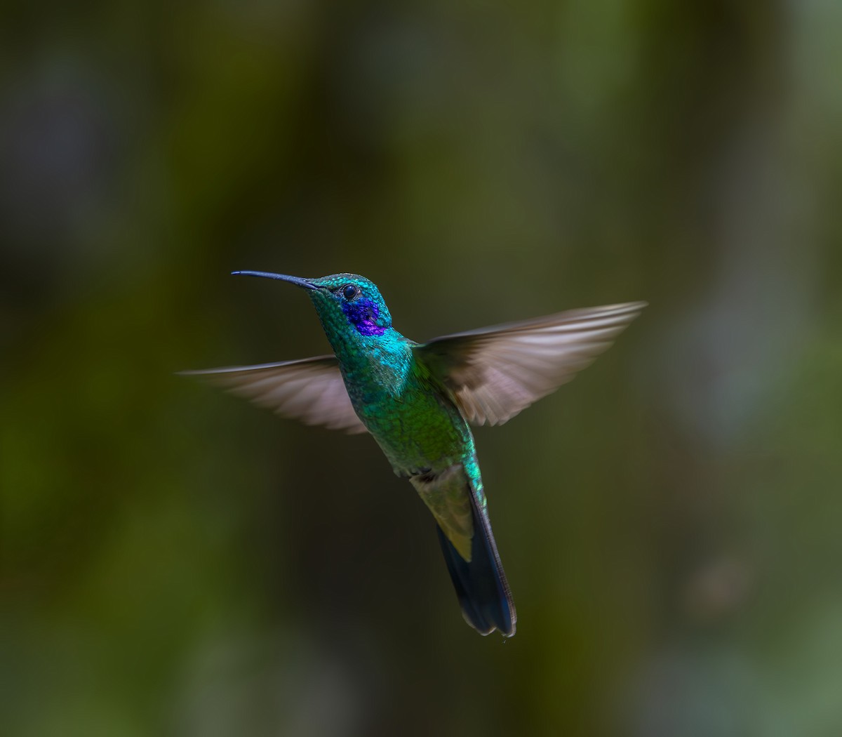 Lesser Violetear - ML642466155