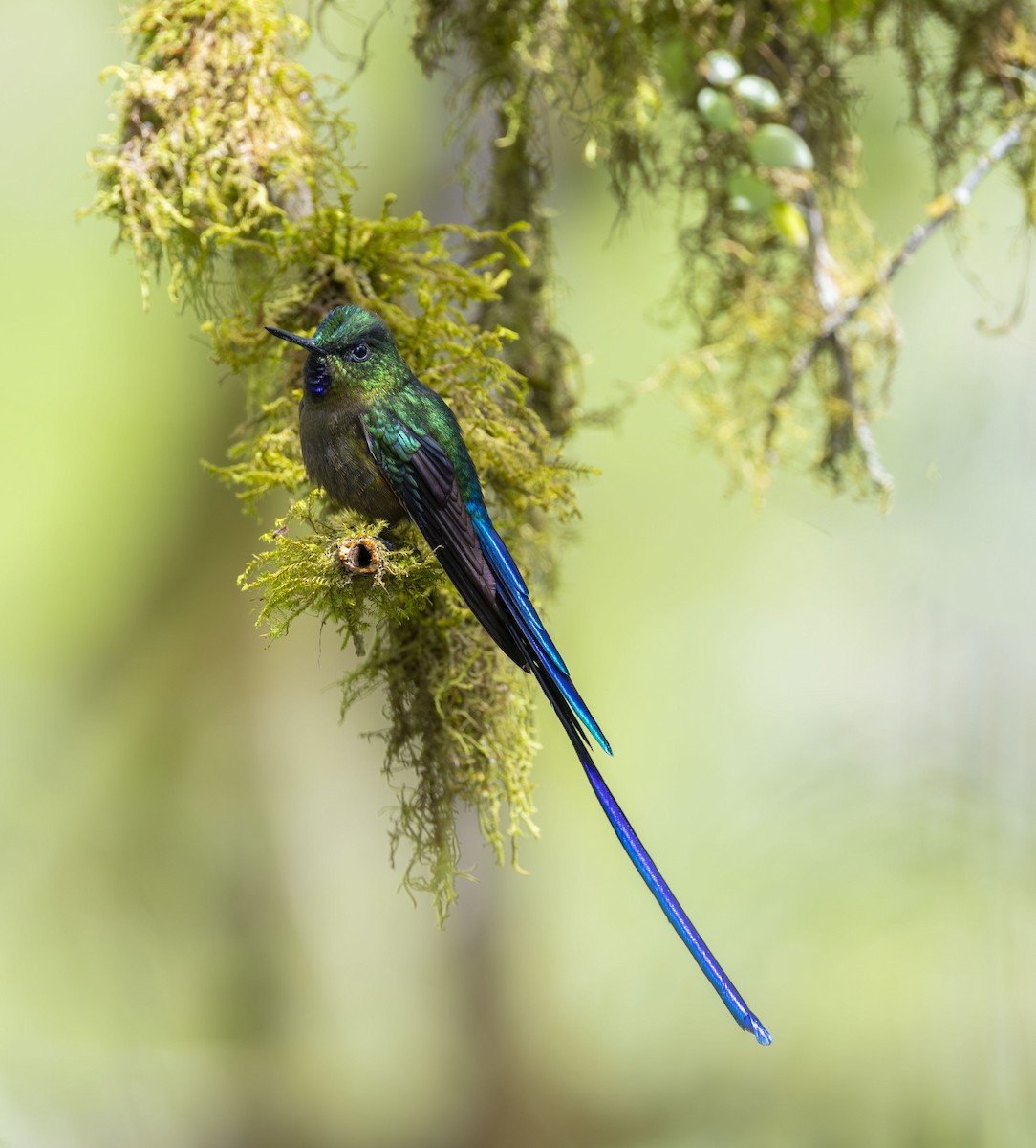 Violet-tailed Sylph - ML642466160