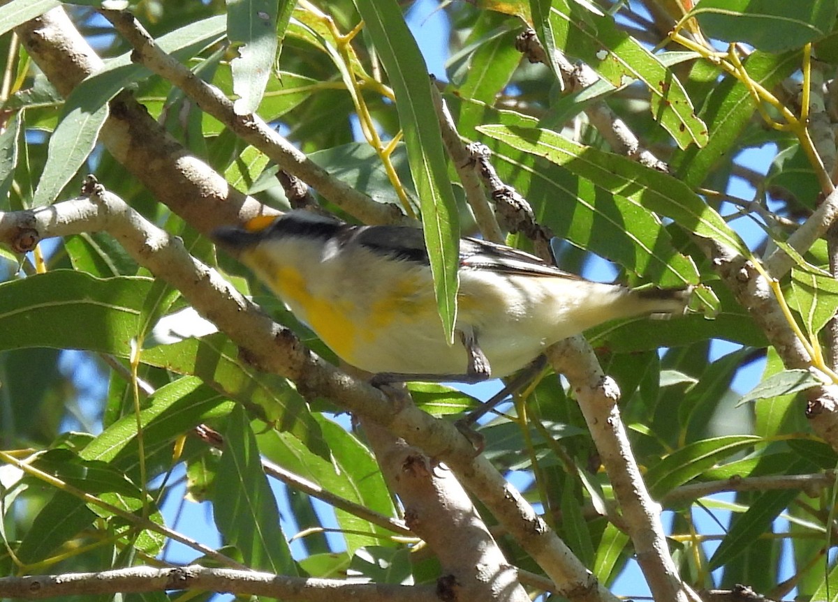 Streifenpanthervogel - ML642466167