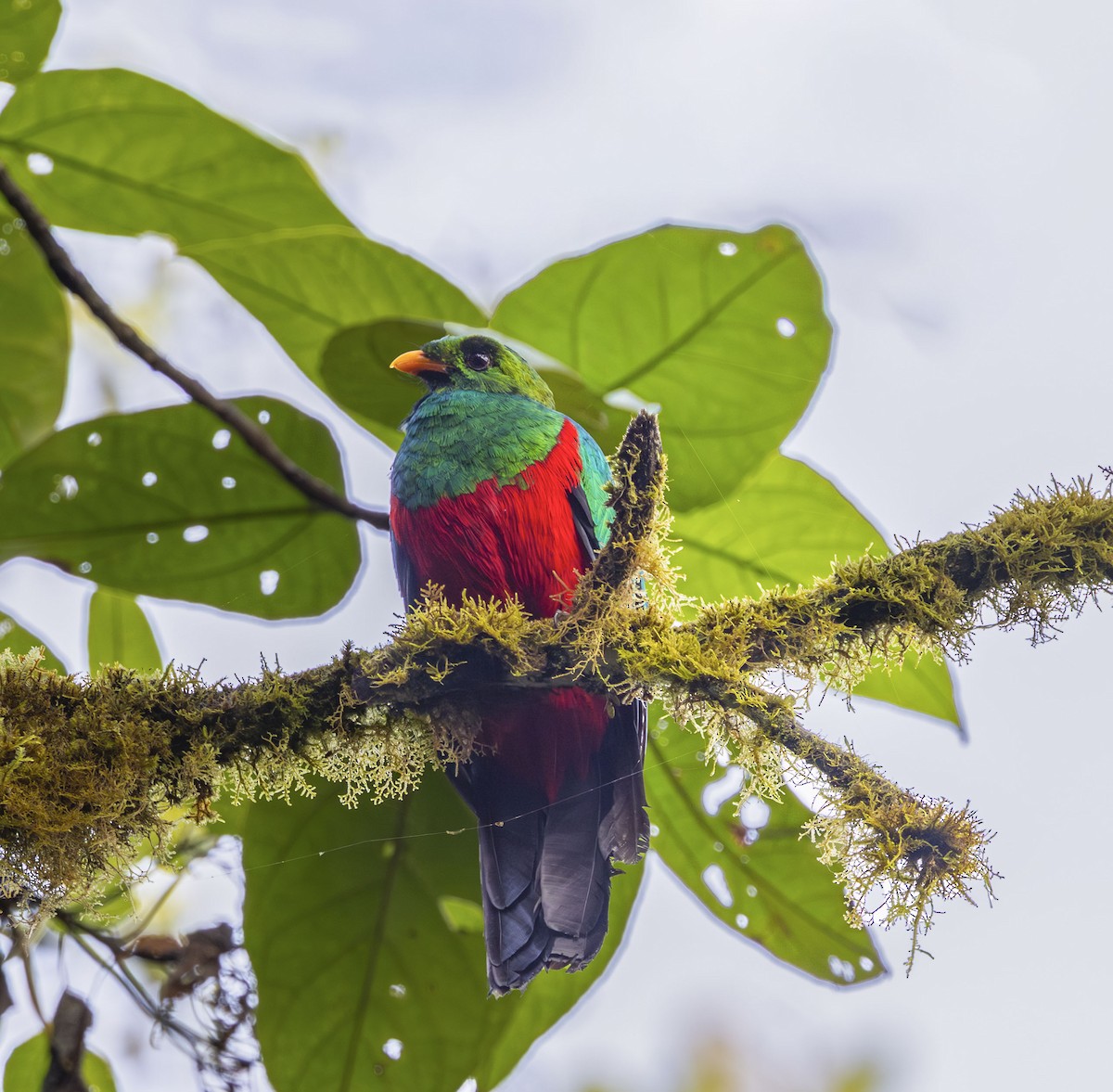 Goldkopftrogon - ML642466170