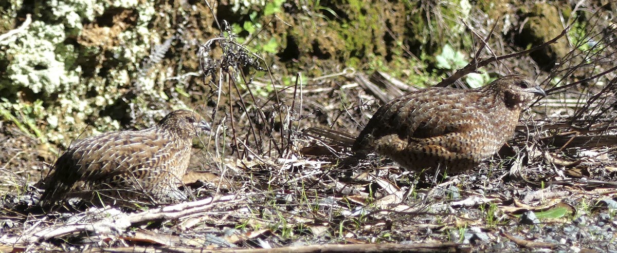 Tasmanienwachtel - ML642466186