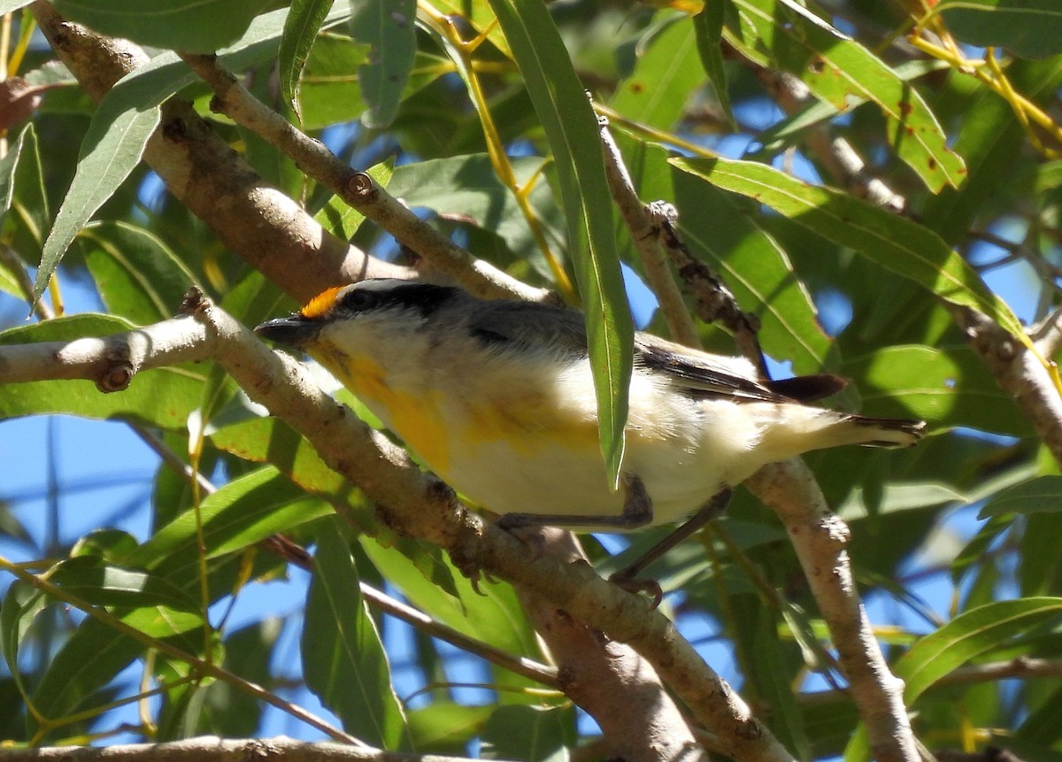 Streifenpanthervogel - ML642466190