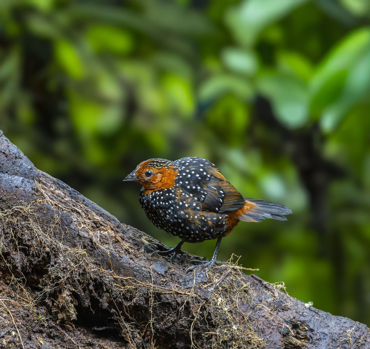 Perlmanteltapaculo - ML642466191