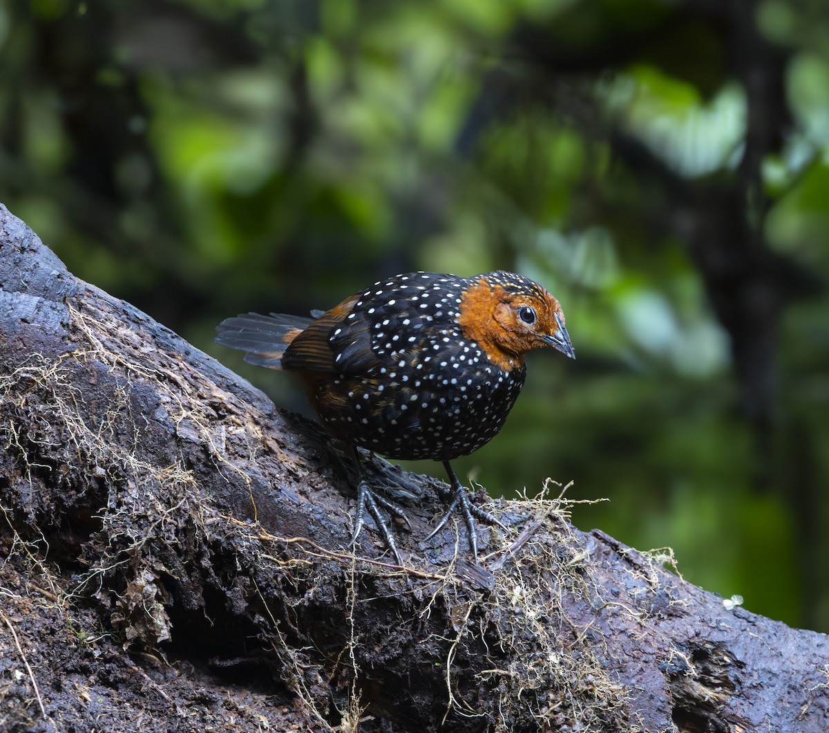 Perlmanteltapaculo - ML642466192
