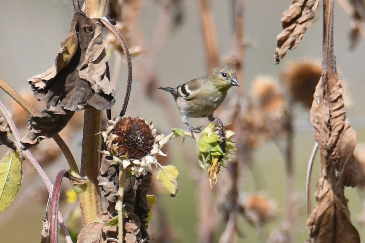 American Goldfinch - ML642466215