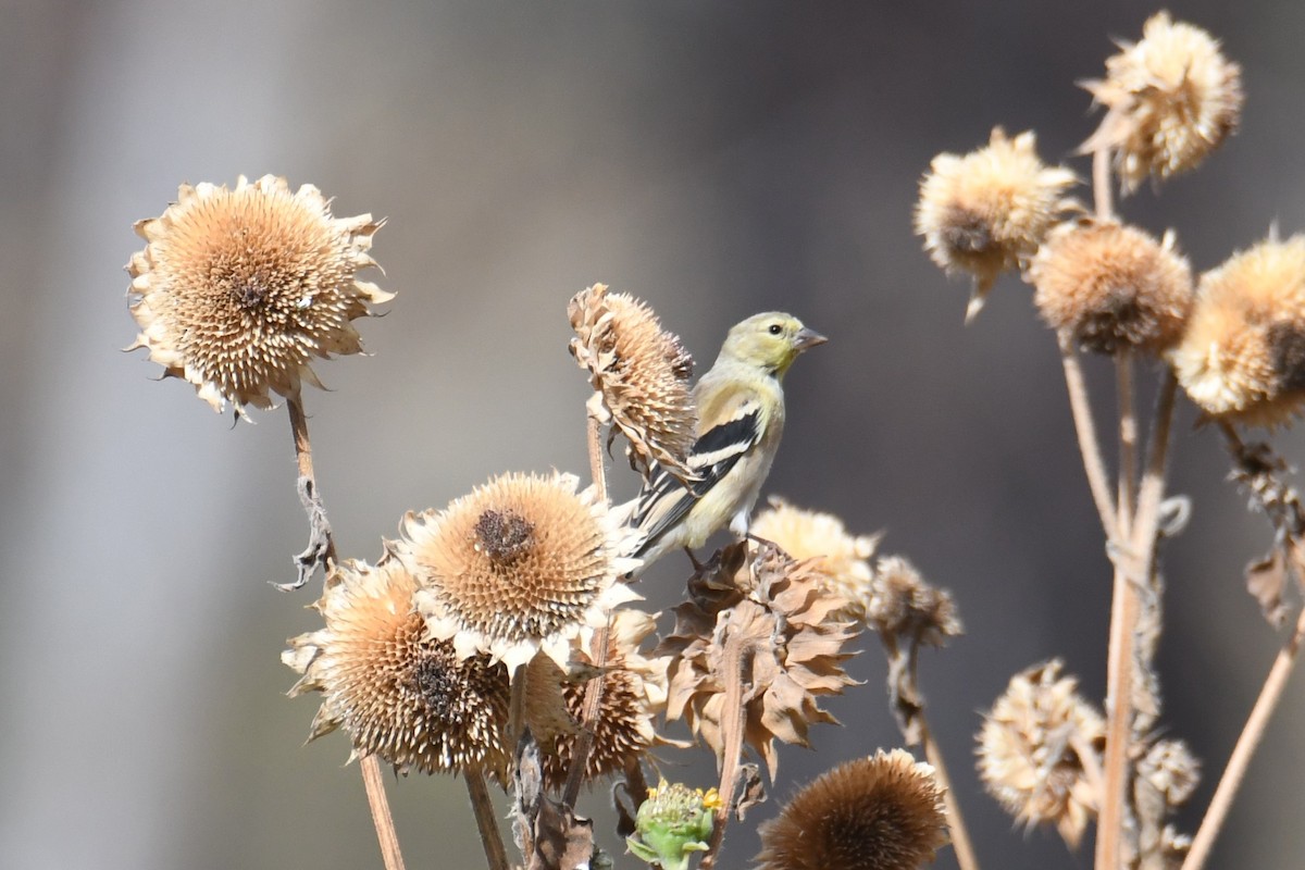 American Goldfinch - ML642466216