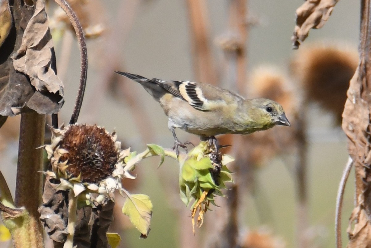 American Goldfinch - ML642466217