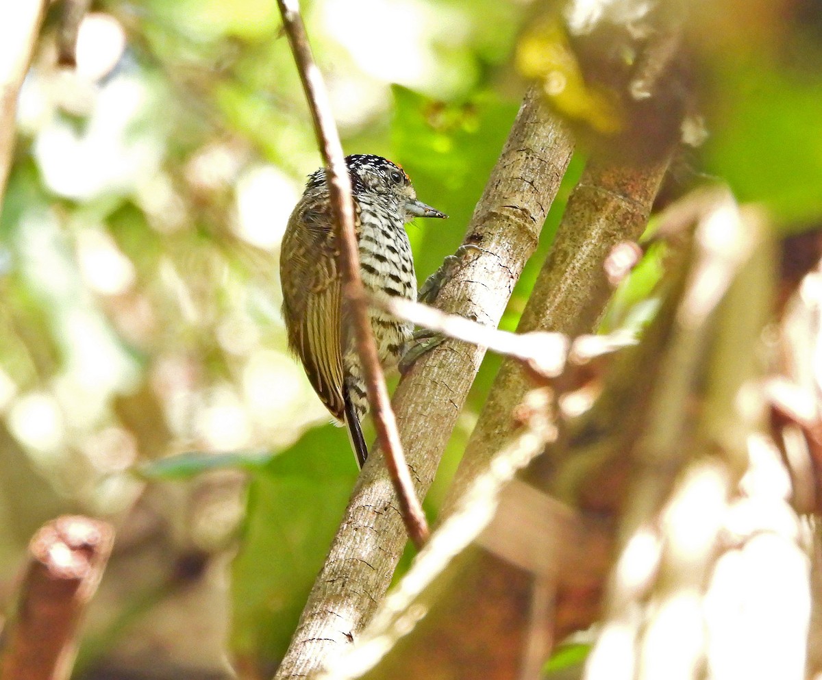 White-barred Piculet - ML642466228