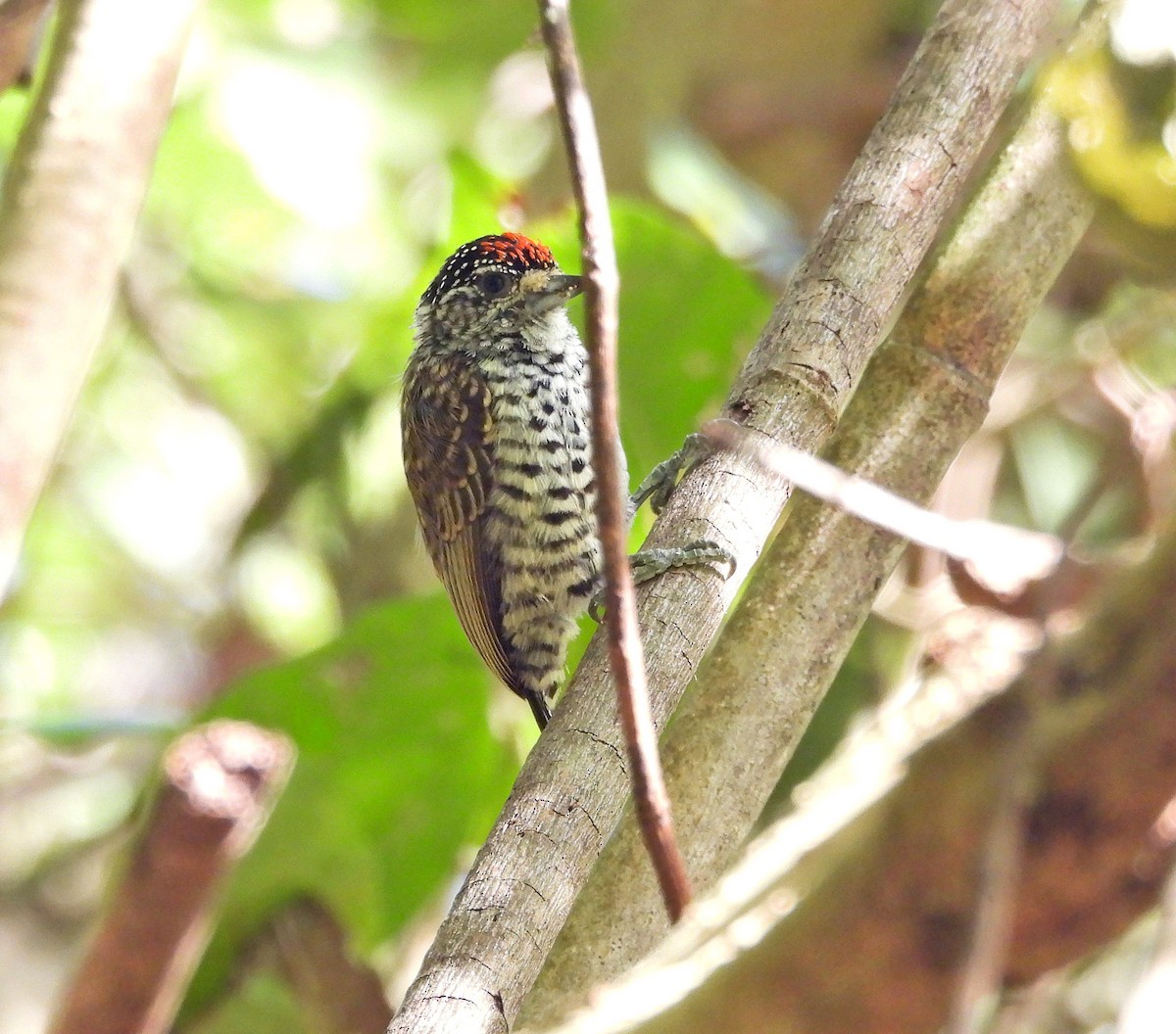 White-barred Piculet - ML642466229