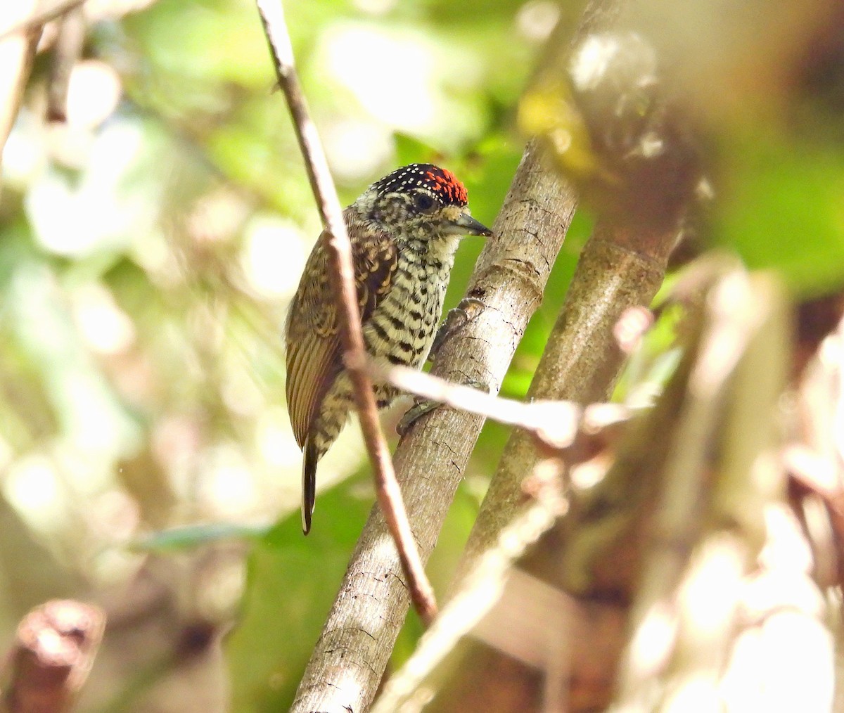 White-barred Piculet - ML642466230