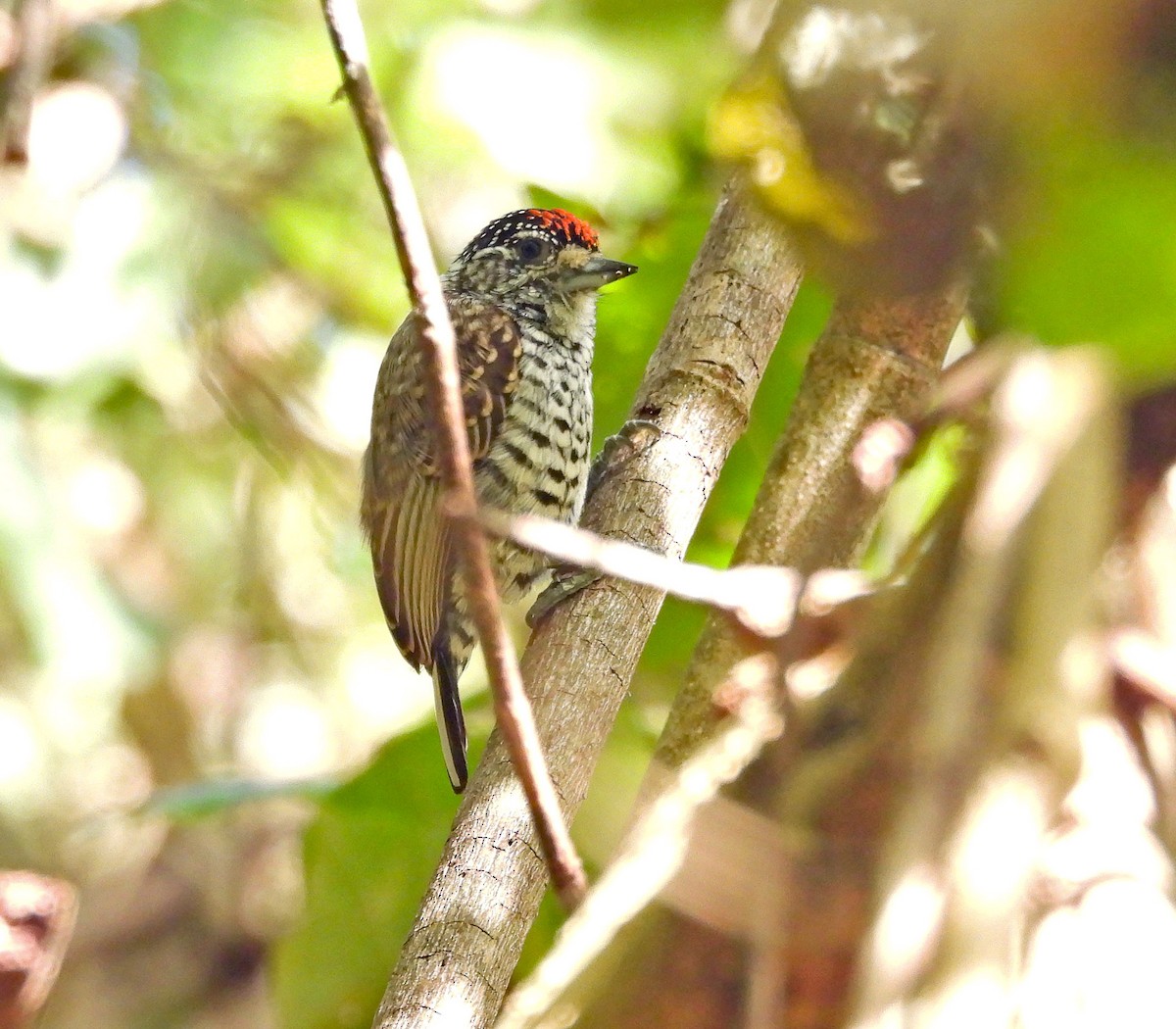 White-barred Piculet - ML642466231