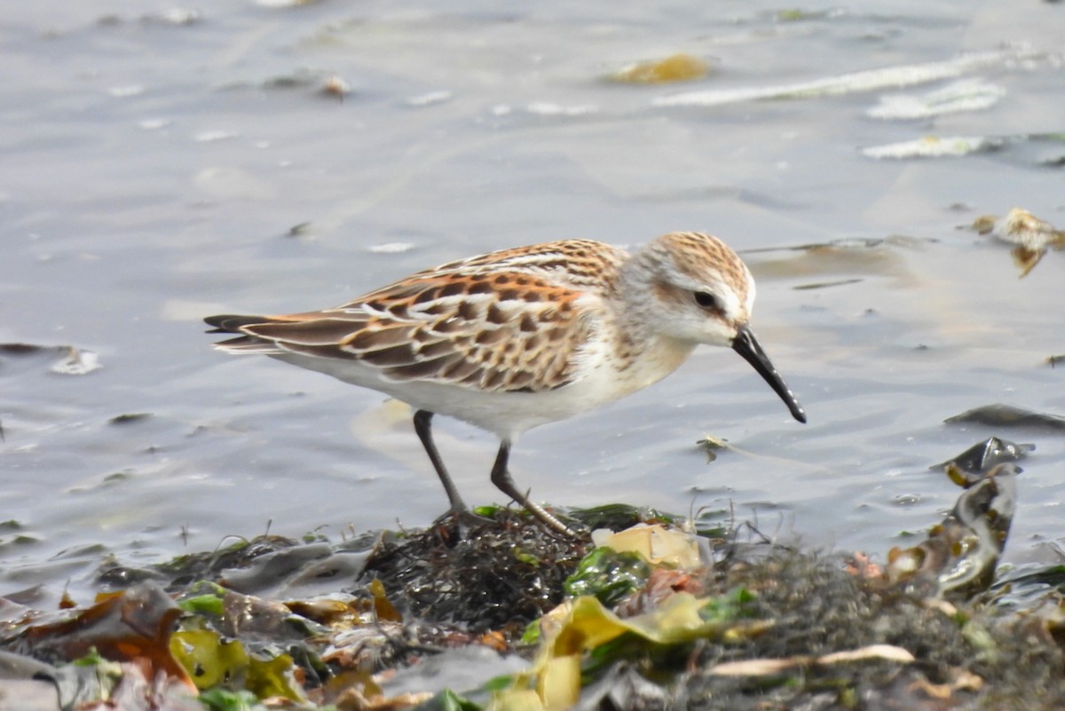 beringsnipe - ML642466240