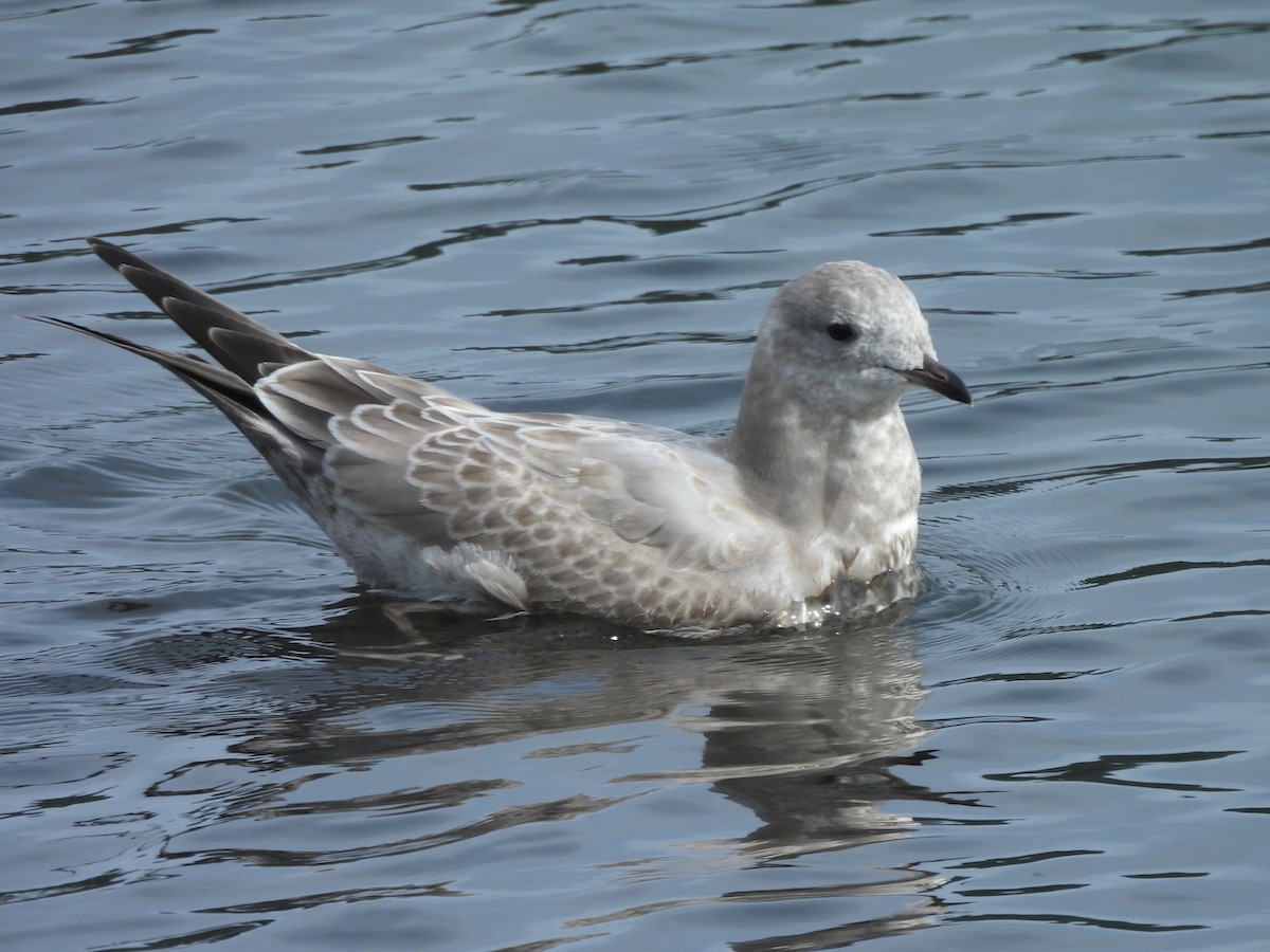 kortnebbmåke - ML642466243