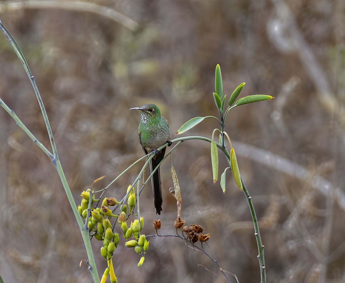 Black-tailed Trainbearer - ML642466281