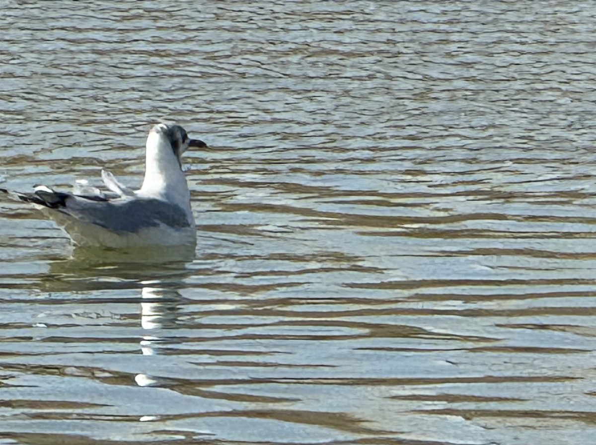 Black-headed Gull - ML642466304