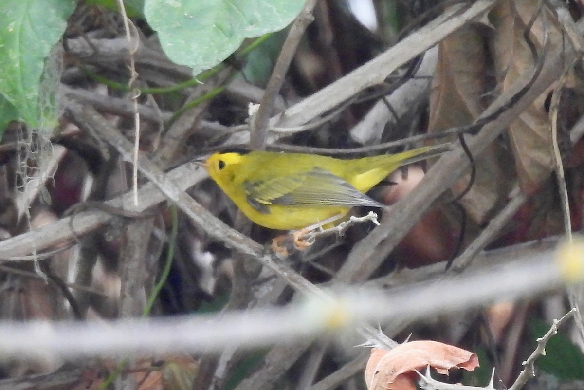 kalottparula - ML642466330
