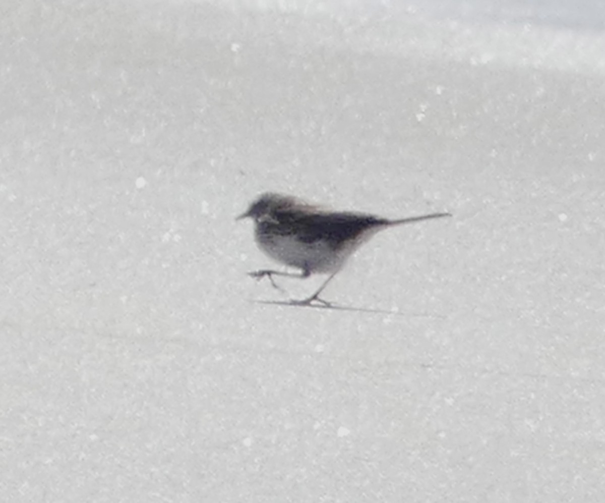 New Zealand Pipit - ML642466331