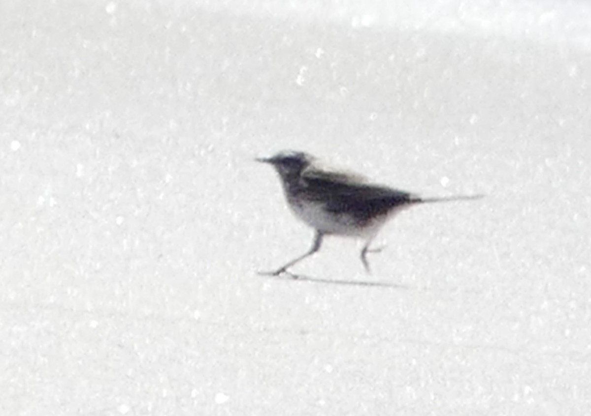New Zealand Pipit - ML642466332