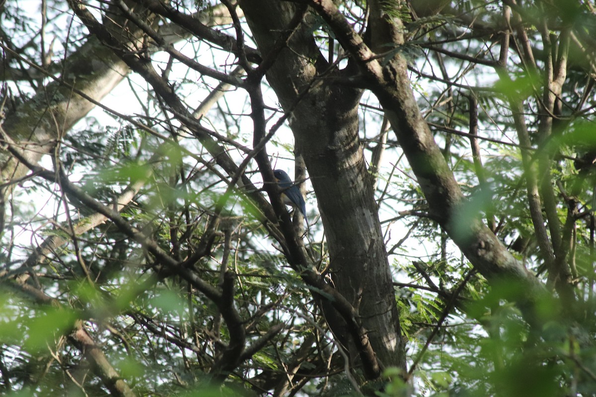 Tickell's Blue Flycatcher - ML642466344