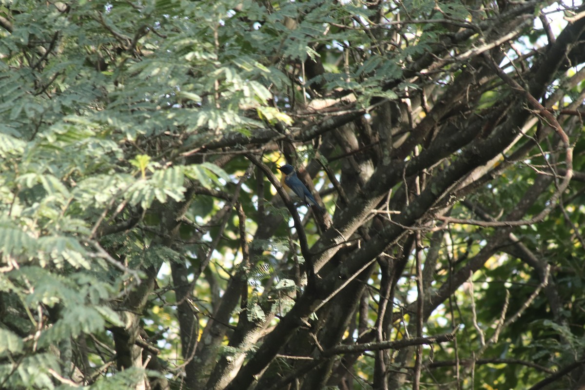 Tickell's Blue Flycatcher - ML642466345