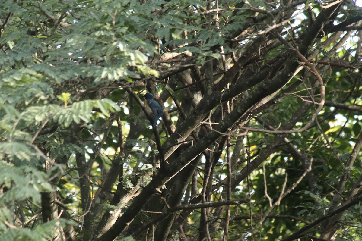 Tickell's Blue Flycatcher - ML642466346