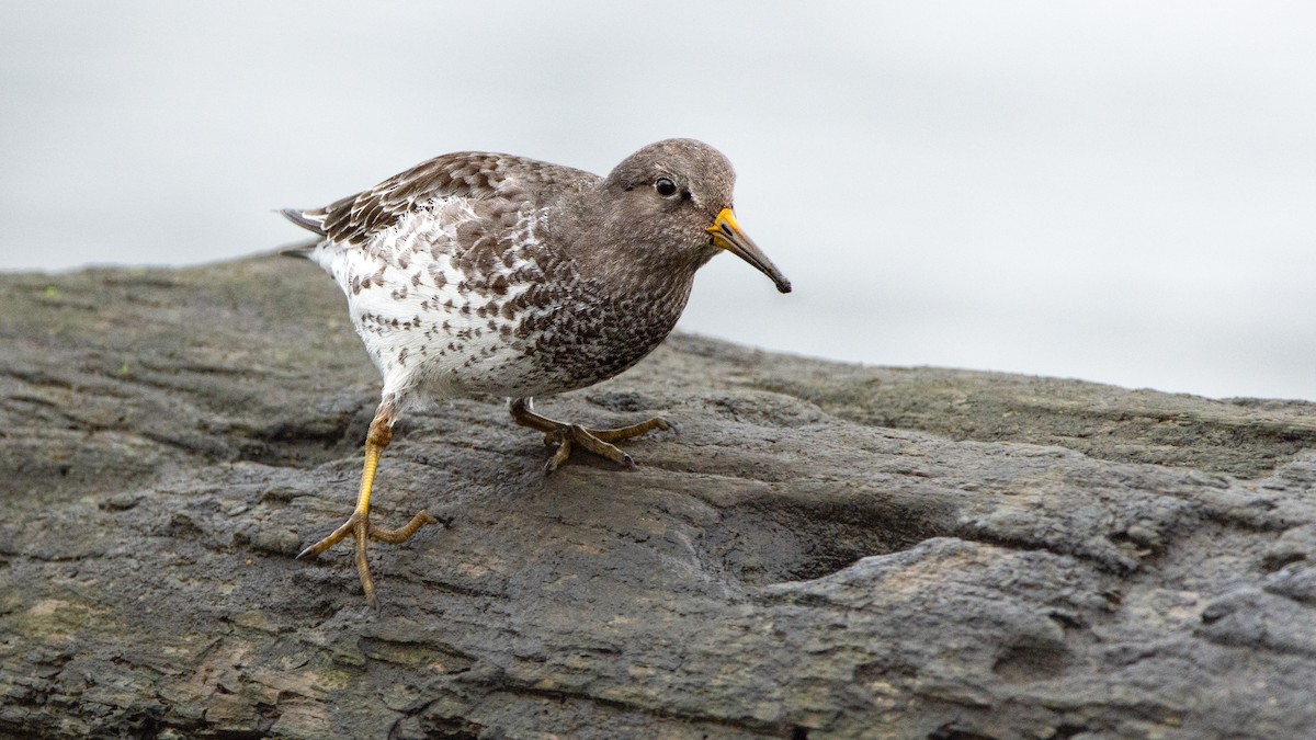 Rock Sandpiper - ML642466350