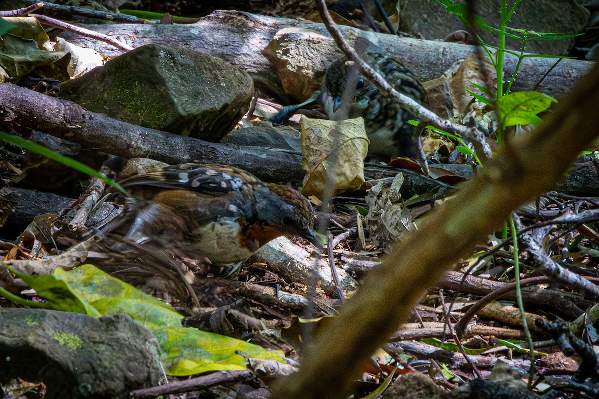 Australian Logrunner - ML642466358