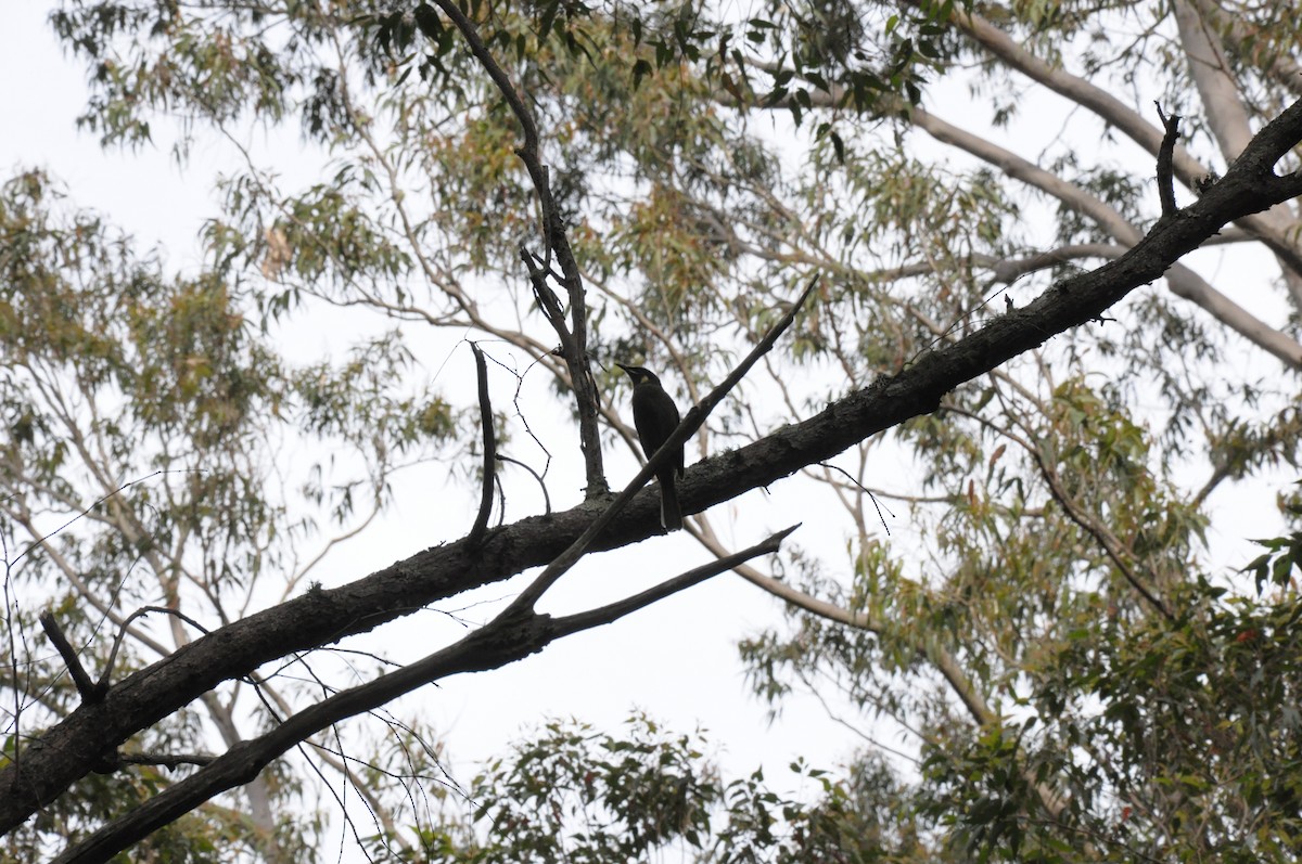 Lewin's Honeyeater - ML642466364