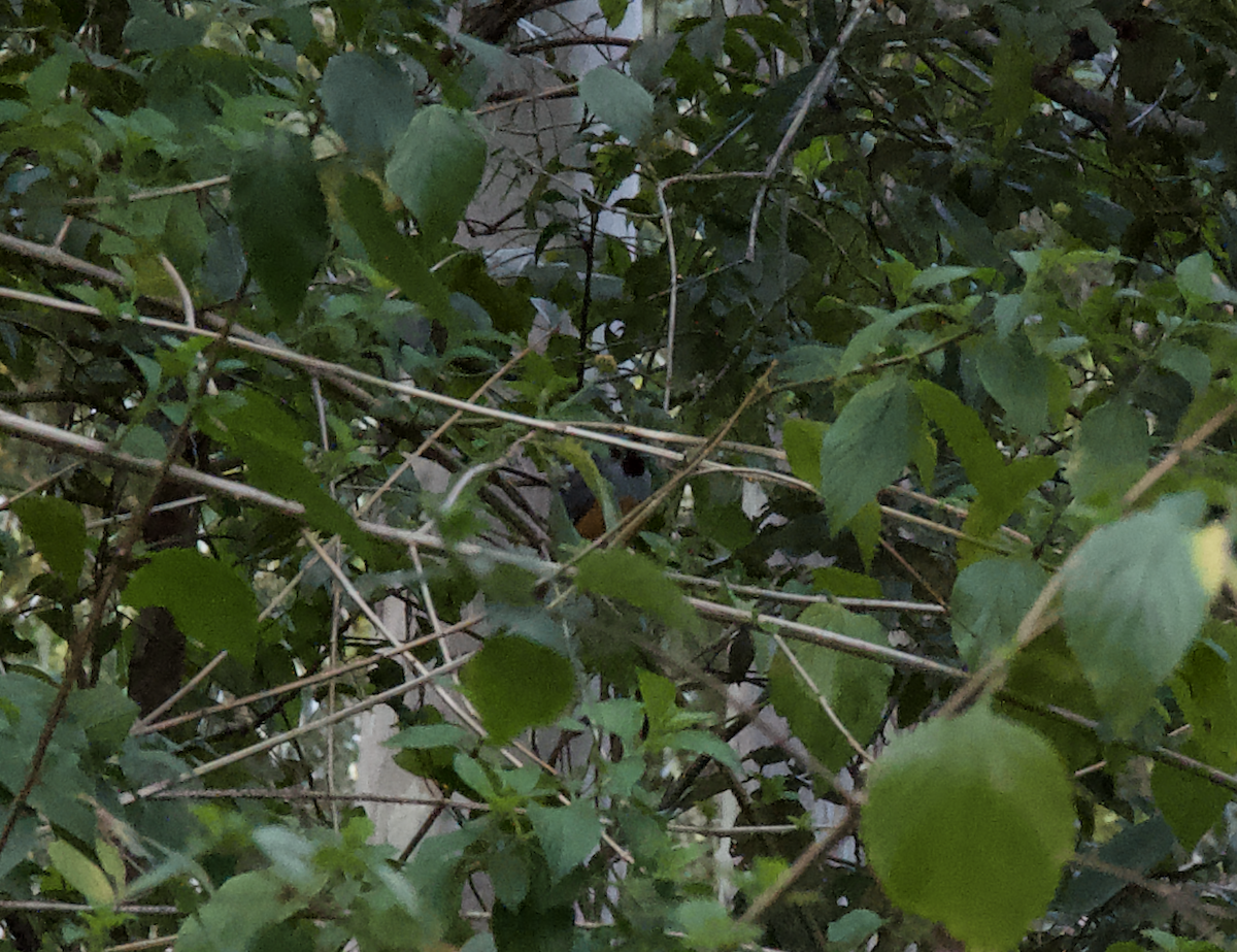 Black-faced Monarch - ML642466369