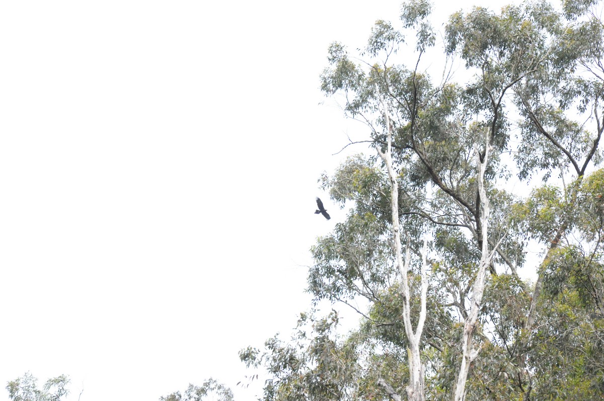 Aigle d'Australie - ML642466391