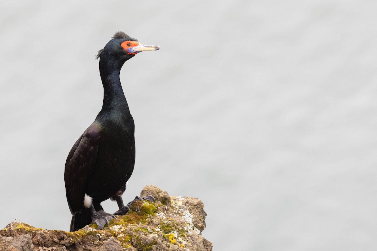 Red-faced Cormorant - ML642466398