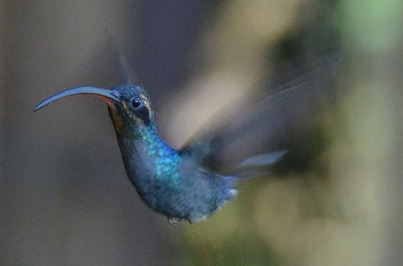Green Hermit - ML642466406