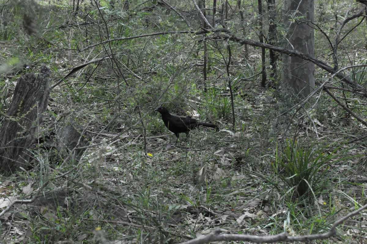 White-winged Chough - ML642466418