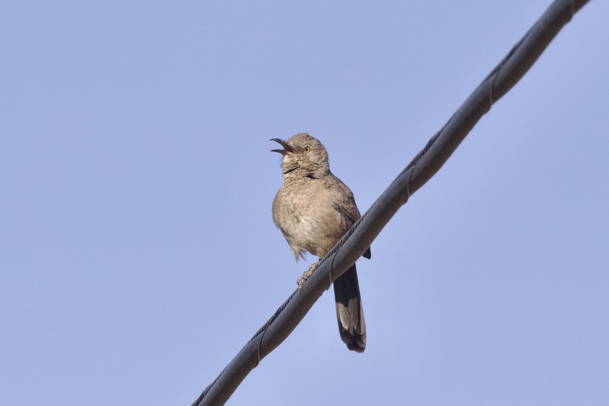 Bendire's Thrasher - ML642466420