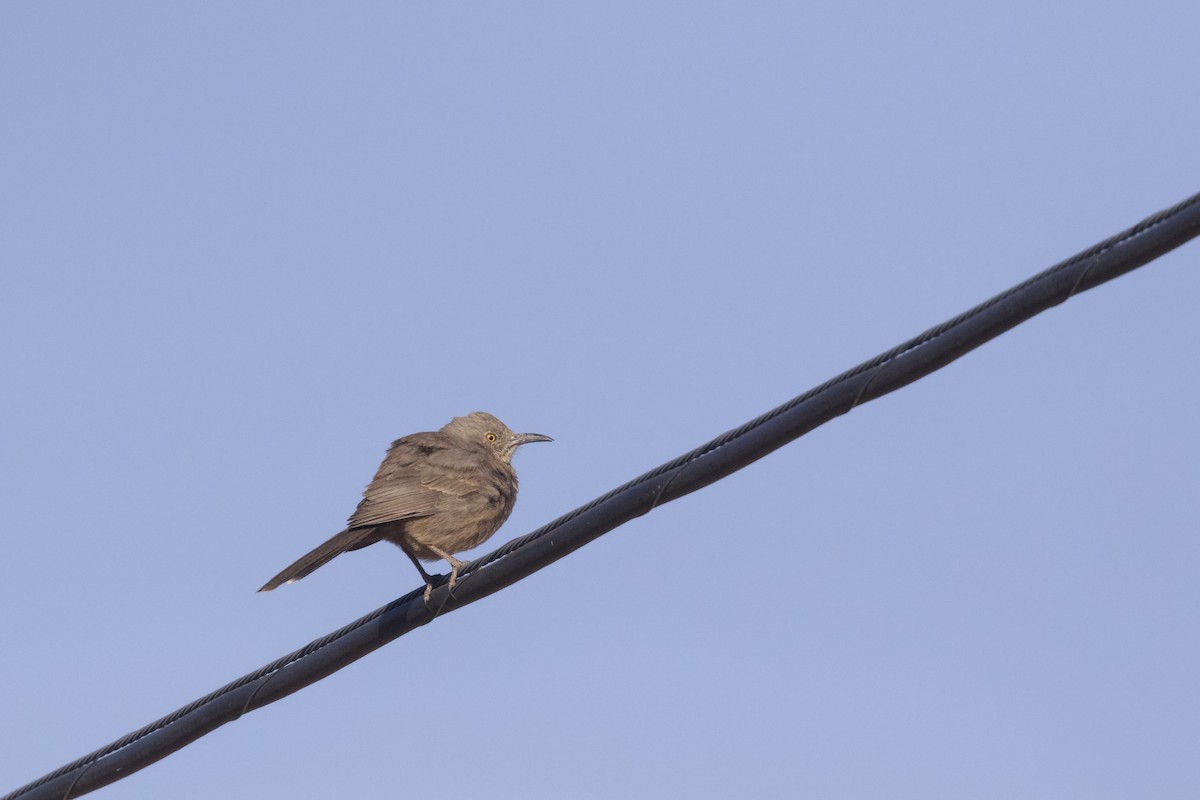Bendire's Thrasher - ML642466421