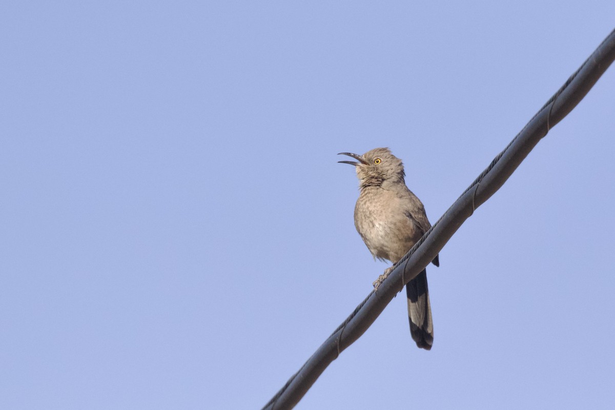 Bendire's Thrasher - ML642466422
