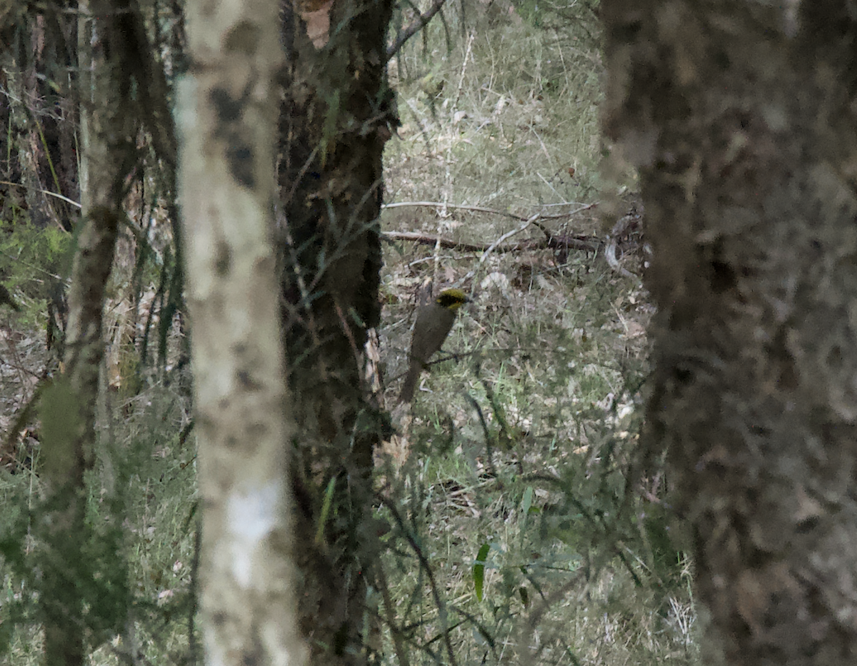 Yellow-tufted Honeyeater - ML642466425