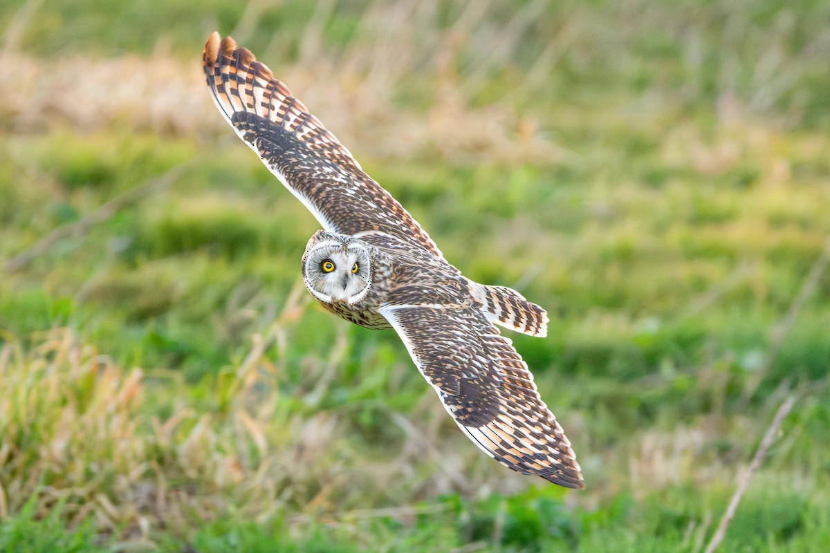 Hibou des marais - ML642466489