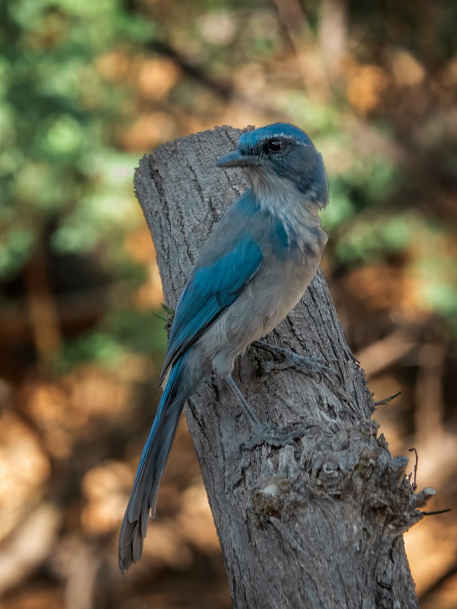 Woodhouse's Scrub-Jay - ML642466543