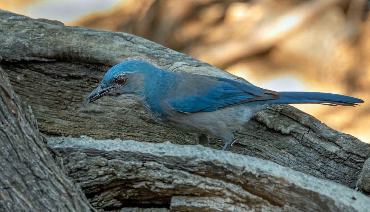 Woodhouse's Scrub-Jay - ML642466544