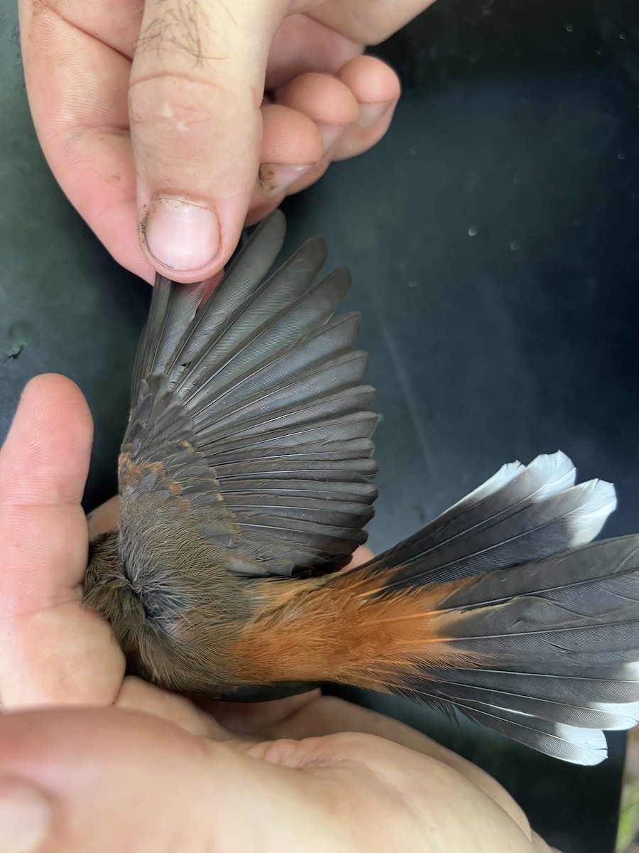 Micronesian Rufous Fantail (Marianas) - ML642466546